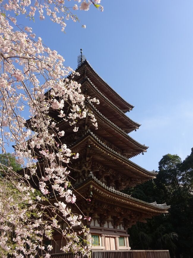 今年は早すぎた・・・桜の備忘録2023 <2>　花より団子、見頃を過ぎた醍醐寺