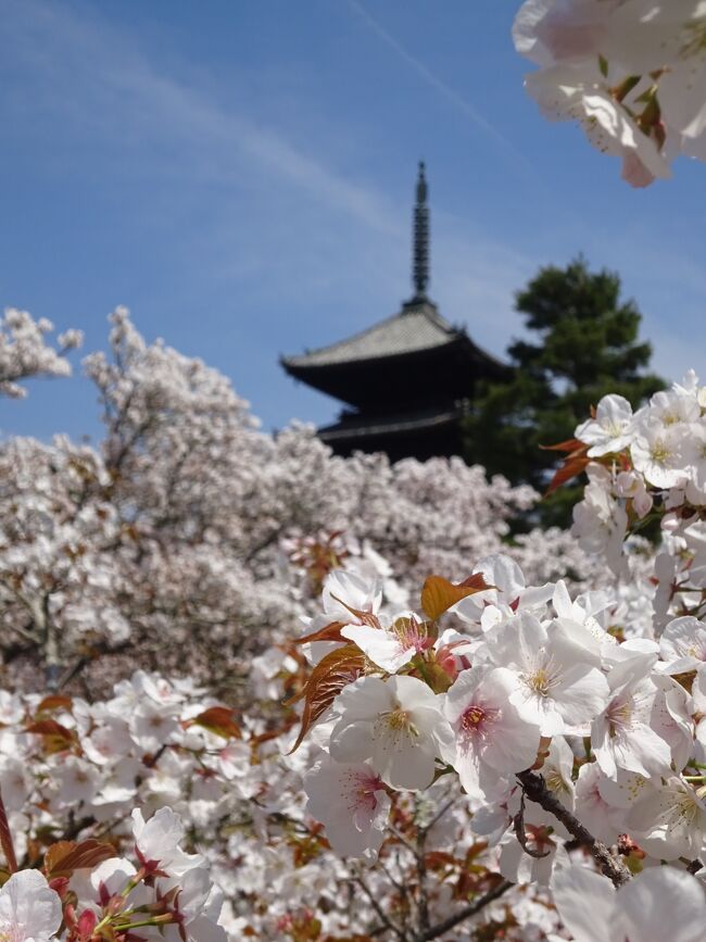 年々早くなる桜の開花タイミング。桜の時期はとっくに終わっていますが、備忘録として残します。こちらは昨年に引き続き、地元住民の特権を活かして満開の御室桜を楽しんだ様子です。<br /><br />仁和寺<br />https://ninnaji.jp/