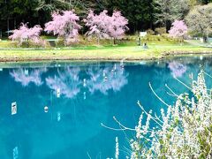 水仙と桜の競演、後半