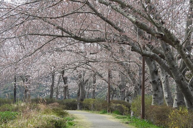 鹿島城山公園で散策＆バードウォッチング [2022](2)