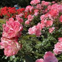 京都府立植物園の薔薇が満開