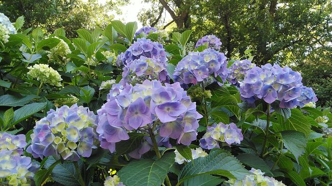 2023年5月24日25日都内の紫陽花の名所まだ見頃は先ですが開花速報、26日小石川後楽園花菖蒲