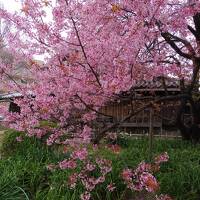 JR四国BDきっぷで回る愛媛香川徳島⑤(完)　徳島散策と蜂須賀桜