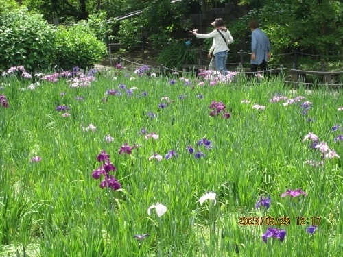 松戸市の平賀・本土寺・紫陽花・菖蒲・2023年5月