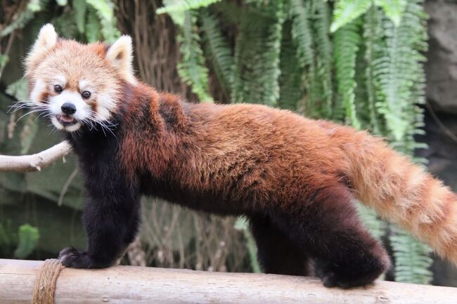 2023年３月第４週末の３泊３日３園の神戸姫路レッサーパンダ遠征で訪れたのは、王子動物園と神戸どうぶつ王国、そして姫路セントラルパークですが、各園でそれぞれオンラインで交流のある関西在住のレッサーパンダ・ファンさんとご一緒できました。<br />私にとっては宿泊を伴う遠征で、１ヶ月以上前から予定していた遠征ですが、みなさんは日帰り圏内で、それぞれの園で年パスを持っているほどの常連さん（あるいは常連さん予定（笑））だったので、私の予定を知って、合わせてくれたのです。<br /><br />そのうち２園目の神戸どうぶつ王国でご一緒できたのは、一緒にレッサーパンダ遠征に行くことが一番多くて、知り合ったのもフォートラベルがきっかけの、フォートラベラー名shimahukurouさんでした（別のSNSではmaoさん）。<br />同じレッサーパンダ・ファンとはいえ、それ以外の動物への関心度は違うので、レッサーパンダや他の動物にかける時間は違ってくるので、別行動もします。<br />特に私にとって神戸どうぶつ王国は、今回の３園の中でも、レッサーパンダ以外の楽しみや目当てが特に多いところでしたから、なおさら。<br />でも、レッサーパンダのところはもちろん、それ以外を回る時にも行動したし、相手が関心があるので、私も行こうかな、という気分にもなったところもあって、当初はあまり関心がなかったのに、回って良かったと思ったし、刺激にもなって、楽しかったです。<br /><br />というわけで、前後編とした2023年３月の神戸どうぶつ王国の前編のこの旅行記は、以下の写真でまとめました。<br />神戸どうぶつ王国は、同じ神戸の王子動物園同様、１年５ヶ月ぶりでした。<br /><br />・ポートライナー側の入口近くの「コンタクトアニマルズ」にいる、いわば神戸どうぶつ王国で目玉にしている動物たち。<br />スナネコはもちろん、我が地元の埼玉こども動物自然公園（略して「埼玉ズー」）から来園し、関西で飼育しているのはまだここだけというグンディやプーズー。<br /><br />・２頭のハシビロコウがいる「ハシビロコウ生態園」。<br />ハシビロコウが飛翔するところも撮れたのは私にとって快挙。<br /><br />・１番目当てのレッサーパンダがいる「アジアの森」。<br />ここはレッサーパンダだけでなく、マヌルネコやビントロングも楽しみにしていて、同じ部屋内にいるので、レッサーパンダを見ながら、合間に見られるのもすごく気に入っています。<br />レッサーパンダは、レモンくんと、須々ちゃん・陽那ちゃん。<br />メンバー構成に変化はなく、もう大人なので、３頭それぞれでのんびり行動していて、適度な距離を取って過ごしていて、特段絡みはありませんでしたが、レッサートークの時のリンゴのおねだりは、あいかわらず可愛くて、見応えありました。<br />どの子のどの写真を表紙にするか迷いましたが、昔に比べるとどこかおとなしくなったけど、あざと可愛い姿が撮れた陽那ちゃんの写真にしました。<br /><br />・人工哺育のカンガルーの子目当てで行った「カンガルーファーム」。<br />子カンガルーは、飼育員さんのエプロンポッケに入っているところが１番見たかったけれど、もう外に出ていることが多かったです。<br />でもやっぱりカンガルーも子供は可愛いかったです。まだまだ飼育員さんに甘えているところも可愛かったです。<br /><br />・「アフリカの湿地」で開催されたイベント「ペリカンフライト」。<br />ペリカンは４羽になってしまいましたが、ペリカンのイベントがここ以外で開催しているのを知りません。いつも見応えあるし、撮影チャレンジしがいがあります。<br /><br />・コビトカバ・カップルとイベント「カバカバトーク」。<br />コビトカバは、2020年にニフレレで生まれた時からタムタムは気になっていたので、またここで会うのを楽しみにしていたら、なんと交尾の処も見られました。赤ちゃんが楽しみです。<br />それに主役はコウメちゃんでしたが、「カバカバトーク」イベントは初めて参加することができて、楽しかったです。<br /><br />神戸どうぶつ王国はもともと花鳥園だったようで、屋内であっても花が見事でした。<br />しかも３月なので春らしく花の季節です。<br />天井からの花かごもウォーターリーリーも１年中咲いているとはいえ、春の方がやはり華やかです。<br />ただし、施設のほとんどが屋内で、屋外にも特に桜はないです。<br />なので、今年2023年は桜が、例年なら関西は見頃になっていたろうに関東の方が先に見頃になったという番狂わせも、はじめから関係ありませんでした。<br /><br />それらを含め、動物以外の神戸どうぶつ王国のいろいろな写真は、この神戸姫路レッサーパンダ遠征のシリーズ３本目の旅行記「久しぶり神戸姫路レッサーパンダ遠征2023（３）花の動物園いろいろ～ぎり桜の王子動物園・桜以外の神戸どうぶつ王国・山桜の姫路セントラルパーク」にまとめました。<br />https://4travel.jp/travelogue/11818708<br /><br />＜１年５ヶ月ぶりの神戸と２年４ヶ月ぶりの姫路のレッサーパンダ動物園３園でソメイヨシノはまだだけど山桜は見頃だった今回の旅行記のシリーズ構成＞<br />□（１）アクセスみやげグルメ編：神戸牛と穴子はおさえた！～姫路みやげはパッとせずとも３園で動物グッズ<br />□（２）ホテル編：コスパ悪くなく駅近で快適だったコンフォートホテル神戸三宮とJRクレメントイン姫路<br />□（３）花の動物園いろいろ～ぎり桜の王子動物園・桜以外の神戸どうぶつ王国・山桜の姫路セントラルパーク<br />□（４）王子動物園（前）レッサーパンダ特集：ジャズくんガイアくん～桜パンダとクライミング野花ちゃん<br />□（５）王子動物園（後）コアラやアシカの子やネコ科猛獣～すぐ分かったアムールトラのショウヘイくん他<br />■（６）神戸どうぶつ王国（前）レッサーパンダがいるアジアの森や子カンガルーとペリカンフライト他<br />□（７）神戸どうぶつ王国（後）コツメカワウソキッズのいる新生態園や盛りだくさんの熱帯の森と湿地他<br />□（８）姫路セントラルパーク（前）満開の山桜と雨のサファリ～初エリアでカピバラ三つ子やワラビーベビー<br />□（９）姫路セントラルパーク（後）レッサーパンダのエサやり他イベントたくさんのウォーキングアベニュー<br /><br />神戸どうぶつ王国の公式サイト<br />https://www.kobe-oukoku.com/<br />神戸どうぶつ王国とポートライナー・セット券の情報があるページ<br />https://www.knt-liner.co.jp/ticketinfo/2293/<br /><br />＜タイムメモ（神戸どうぶつ王国・詳細版）＞<br />【2023年３月23日（木）】<br />18:30　職場を出る<br />（JR改札内で駅弁を買う）<br />18:45すぎ　新幹線に乗り込む<br />18:51　東京駅始発の新幹線のぞみ59号に乗車（自由席）<br />21:35　新神戸に到着<br />21:50　地下鉄山の手線西神中央行に乗車<br />（三宮まで１駅）<br />22:05　コンフォートホテル神戸三宮にチェックイン<br /><br />【2023年３月24日（金）】<br />07:00　起床<br />07:35-08:05　ホテルの無料バイキング朝食<br />08:15　ホテルの部屋を出る<br />08:25　JR三ノ宮駅に到着<br />（駅のセブンイレブンでパンを買った後）<br />08:28　JR神戸線 高槻行に乗車<br />08:31　灘駅に到着<br />08:45　のんびり歩いて王子動物園に到着<br />09:00　王子動物園に入園（開園09:00）<br />09:00-09:05　ロッカーに荷物を預ける<br />09:05-16:50　王子動物園を満喫する<br />（12:35-12:50　キッチンカーでランチ休憩）<br />（16:40-16:50　売店で買い物）<br />16:50-17:00　ロッカーでゆっくり身支度<br />17:00　動物園を出る（閉園17:00）<br />17:20　三宮に戻る<br />（ポートライナーインフォメーションでセット券を購入）<br />17:30　ホテルに戻る<br />17:30-18:05　ホテルのラウンジでコーヒー休憩<br />18:20　部屋を出る<br />18:35-19:25　神戸牛みやびサンキタ店で夕食<br />19:35　ホテルに戻る<br />19:35-20:05　ホテルのラウンジでコーヒー休憩<br /><br />【2023年３月25日（土）】<br />07:50　起床<br />08:35-09:05　ホテルの無料バイキング朝食<br />09:15すぎ　部屋を出る<br />09:20　ホテルをチェックアウト<br />09:30　ポートライナー三宮駅発に乗車<br />09:45　開園を待つ<br />10:00　神戸どうぶつ王国に入園（開園10:00）<br />10:10　ウェルカムのワンちゃん<br />10:10-10:15　コンタクトアニマルズ★<br />（スナネコ／グンディ／プーズー）<br />（グンディ子供２頭と大人２頭）<br />10:15　ハシビロコウ生態園★<br />（スイセン／ハシビロコウ）<br />10:20-10:25　アジアの森★<br />（レッサーパンダで起きていたのは須々のみ）<br />（ビントロングとマヌルネコは１頭ずつしか見当たらず）<br />10:25-10:30　シンリンオオカミ<br />10:30-10:35　スマトラトラのアイナ<br />10:35-10:40　アライグマ<br />10:40-10:45　クーガー２頭<br />（スージー2023年４月２日に永眠）<br />10:45-10:50　ビーバー／スカンク／クビワペッカリー<br />10:50-10:55　アメリカクロクマ（ロッキーバレー）<br />10:55　羊ヶ丘のアルパカ・ヒツジ・ラクダ／菜の花畑<br />10:55-11:00　ケープペンギン<br />（11:00～エサやり体験時は当事者しか見学できず）<br />11:00-11:05　カンガルーファーム★<br />（人工哺育の子カンガルーの午前展示は11:00～12:00）<br />11:10-11:50　アジアの森★<br />（11:30～レッサートーク）<br />11:50-12:05　カンガルーファーム★<br />（子カンガルーの退場を見届ける）<br />12:05-12:10　新設のリスの森<br />（ニホンリス）<br />12:10　コビトカバ（タムタムとコウメ）★<br />12:10すぎ　スタンバイ<br />（最前列は確保できずぎりぎり２列目）<br />12:15-12:25　ペリカンフライト★<br />12:25-13:05　持参のパンでランチ休憩<br />13:05-13:10　コビトカバ（タムタムとコウメ）★<br />13:10-13:15　アフリカの湿地<br />13:15-13:20　コンタクトアニマルズ<br />（スナネコ／グンディ／プーズー）★<br />13:20-13:25　ハシビロコウ生態園★<br />13:25　スタンバイ<br />13:30-13:45　ワオワオトーク（アフリカの湿地）<br />13:50-14:05　コーヒー休憩<br />14:05-15:00　アジアの森★<br />（レッサーパンダ活発）<br />（マヌルネコ２頭：オレンジの瞳はナルくん／緑はアズちゃん）<br />（アズは那須どうぶつ王国、ナルは上野動物園から来園）<br />15:05　スマトラトラのアイナ<br />15:05-15:10　コビトカバ★<br />（タムタムとコウメ交尾）<br />15:10-15:40　新設のオッターサンクチュアリ<br />（10月生まれのコツルカワウソの三つ子のキッズ）<br />15:45-16:00　熱帯の森<br />（ヤブイヌ・ブラジルバクのところまで）<br />16:00-16:10　カバカバトーク★<br />（コビトカバのコウメが当番）<br />16:10-16:20　熱帯の森<br />（ヤブイヌ／ブラジルバク／カピバラ／マーラ／リクガメ）<br />16:20-16:50　熱帯の森<br />（フタユビナモケモノ／ミナミコアリクイ他）<br />16:50-17:00　熱帯の湿地<br />（両生類・は虫類・マレーバク・スナドリネコ）<br />17:05-17:15　スナネコ３頭★<br />（バリーママとジウちゃん・ロカちゃん）<br />17:15-17:35　売店で買い物／レジが混雑<br />17:35　王国を出る（閉園17:30）<br />18:00頃　三宮に戻る<br />18:10　ホテルに戻る<br />18:20　荷物を受け取ってホテルを出る<br />18:30-18:50　みどりの窓口で払戻し<br />（新神戸－姫路間の新幹線の切符を払い戻す）<br />18:54　JR網代行（新快速）に乗車<br />19:34　姫路駅に到着<br />20:00　JRクレメントイン姫路にチェックイン<br />（遠回りした）<br />20:45-21:15　鳥勝で夕食<br />21:40　バス停下見（北口バス停14番）<br />21:50　ホテルに戻る<br /><br />【2023年３月26日（日）】<br />07:30　起床<br />08:05-08:35　ホテルのバイキング朝食<br />08:55すぎ　部屋を出る<br />09:00すぎ　チェックアウト<br />09:10すぎ　のんびりバス停に向かう<br />09:30発の神姫バスに乗車<br />（14番バス停550円交通系IC可）<br />10:10頃　姫路セントラルパークのバス停に到着<br />10:10すぎ　姫路セントラルパークに入園<br />10:15　サファリバスの予約・チケット購入（800円）<br />（チケット購入後にロッカーに荷物を預ける）<br />10:20　サファリバスに乗車（出発10分前）<br />（10:30-11:00　サファリバス）<br />（11:15　ウォーキングアベニューに到着）<br />（12:35-12:55　ランチ休憩）<br />（14:25-14:55　ココア休憩）<br />16:05　ゴンドラでふれあいステーションに戻る<br />16:10　遊園地側の駐車場に到着<br />16:15　ロッカーの荷物を引き取る<br />16:20-16:25　売店で大急ぎで買い物<br />16:25　セントラルパークを出る（閉園17:00）<br />16:30　神姫バスに乗車<br />（予定していた17:00発より前に乗れた）<br />17:05　姫路駅前の終点バス停に到着<br />17:40-18:20　おらが蕎麦で夕食<br />18:20-18:25　みどりの窓口<br />（新幹線の予約を１本早めるつもりだったがやめた）<br />18:35-19:40　ホテルのラウンジで待つ<br />19:55すぎ　姫路駅のホームに到着<br />20:02　姫路駅発新幹線のぞみ58号に乗車（指定席）<br />（終電に間に合う姫路からの最終便）<br />22:50　品川駅に到着<br />00:30すぎ　帰宅<br /><br />※これまでの動物旅行記の目次を作成済。随時更新中。<br />「動物／動物園と水族館の旅行記～レッサーパンダ大好き～　目次」<br />http://4travel.jp/travelogue/10744070<br /><br />※そのうち、これまでの神戸どうぶつ王国の旅行記（前泊ホテルやみやげの買い物や動物園いろいろ編などの旅行記を含む）のURL集は、この旅行記の末尾にまとめました。