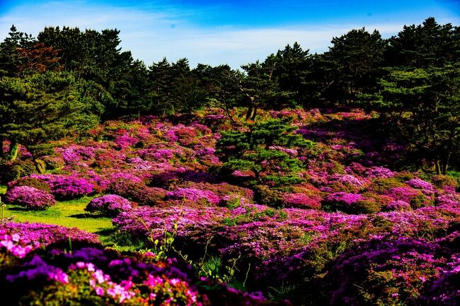 　玖珠町の万年山（はねやま）1140ｍの山麓に「お花畑」という約5ヘクタールのミャマキリシマの美しい群生地があります。