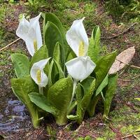 奥飛騨温泉　/ 槍の郷　旅行記、ニリンソウ　水芭蕉(乗鞍高原）花紀行も！