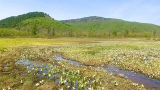 もう歩けるんじゃない？と行ってみた・尾瀬の旅②鳩待峠～山ノ鼻～牛首＋見本園