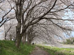 長浜市の北部を流れる高時川の桜並木