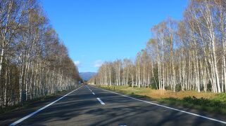 【北海道　白樺ロード】果てしなく続く白樺並木、ここが一番好き【2022北海道ドライブ5000km】