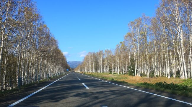 帯広から北に273号線を進み、山の中に入ります。<br /><br />タウシュベツ川橋梁で有名な糠平湖を右手に見ながら更に北に進みます。<br /><br />紅葉の絶景の糠平温泉を越えると、道が平坦になり<br /><br />ずうっと向こうまで白樺並木が続く白樺ロードが目の前に広がります。<br />ほんとうに素晴らしくてここにくるたび感動します。<br /><br />モフ太はここの白樺並木が一番好きだと言ってます。<br />ここから旭川まであと110kmです。<br /><br />この周辺の山の中は、ほぼ信号なしですから快適なドライブを楽しめます。<br /><br />ここから先には、紅葉の大パノラマの三国峠、<br /><br />少し下って大雪ダムと大雪湖の紅葉の絶景<br /><br />さらに20kmほど紅葉の絶景が続く層雲峡<br /><br />と名所がつづきますよ～<br /><br />白樺ドライブ動画▼<br />https://youtu.be/kZvbymP2mJk<br />