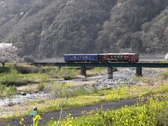 桜と菜の花の風景を走る若桜鉄道2021～八頭町の里山風景と徳丸どんど～（鳥取）