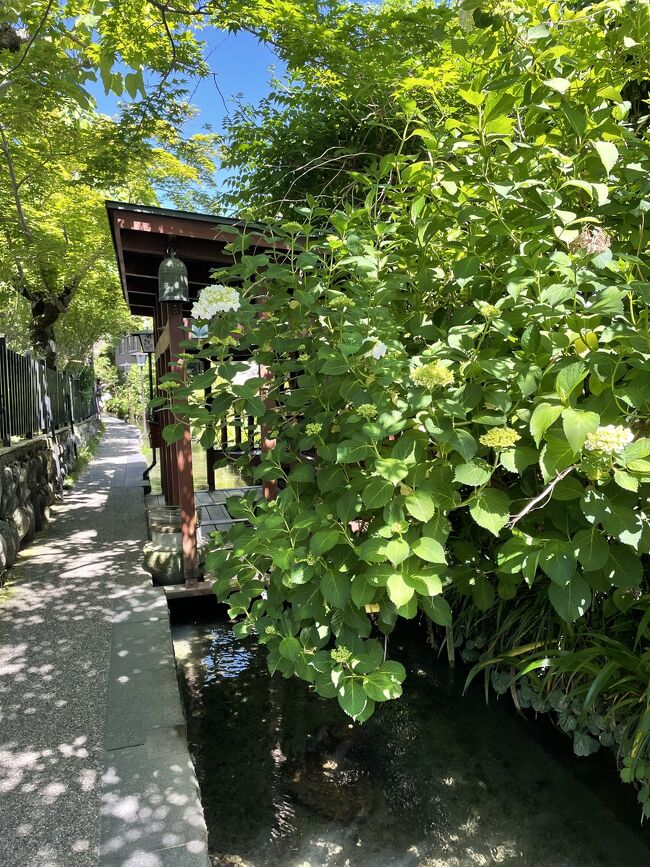 高山と上高地の旅で久しぶりに岐阜県を訪れたのは昨年の事。<br /><br />岐阜県て滋賀県の隣だけど、京都や大阪と比べるとなんだか地味だし、（滋賀県も人の事を言える立場では無い。〕あんまり魅力を感じないよねー。などと“岐阜県民の方にはとっても失礼なことを思ったりしていましたが、昨年のこの旅でなかなか魅力的な県だという事を再発見したのでありました。<br /><br />その後何となくネットニュースを見ていると、“道の駅が多い県は何処でしょう。”というクイズが、、、。<br /><br />1位は納得の北海道。そして第2位は岐阜県との事。<br /><br />道の駅大好きな私にとってこれは良い情報。<br />それで調べていると、道の駅のすぐ近くにフェアフィールド・バイ・マリオット岐阜郡上があることを知り、またモネの池という場所もあるではないか、、、。<br /><br />これはもう行くしかないでしょう。<br />という事でこの1泊2日のひとりドライブを決行させていただきました。<br /><br />お時間よろしければお付き合いくださいな。<br />