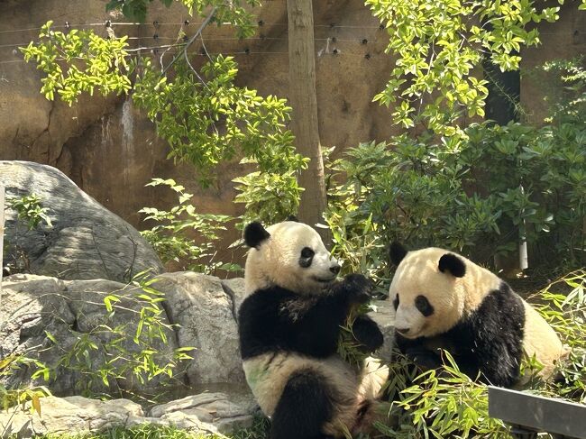 2023パンダ鑑賞記録☆双子パンダのじゃれあい＆お父さんパンダ温泉に浸かる☆上野動物園