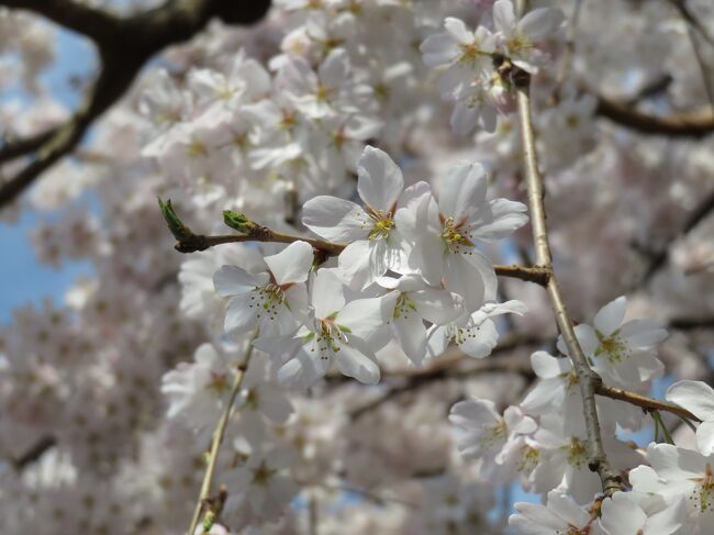 都内で気軽に桜が見れるところは・・？ってことで、新宿御苑へ～！ここは、駅から近くてアクセスも楽なのが◎。それに早咲きから遅咲きまでいろいろな種類の桜があって、この時期はいつ行っても何かしら咲いてるから良きーﾃﾞｽ。<br /><br />※コーちゃんは今回もお留守番…ヾ(-д-;)ｵｲｯ!ﾂﾚﾃｹｰ<br />