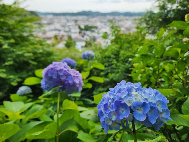 5/26に鎌倉へ咲き始めの紫陽花を見に行ってきました(о´v｀о)<br />これから行かれるどなたかのお役に立てれば...<br />写真だけ先にUｐします。<br /><br />あじさい路の開花状況としては、咲き始めで2割...あるかな～位<br />全体的に見渡すと咲いてる感じがしないかもしれないけれど、じっくり鑑賞すると所々咲き始めていて、これから色づきはじめそうな株もたくさん。<br />全く混雑はしていないのでゆっくり楽しむことができました♪<br />が、9時を過ぎると団体客が（多分バスで来た）大勢やってきてかなり賑やかになっていたので、ゆっくり静かに鑑賞したい場合は8:00-9:00に行くのがおすすめ。<br />あじさい路でない場所にある鉢植えの紫陽花はけっこう咲いていたので、今でも楽しめると思います！<br />------------------------------------------<br />寺社名：鎌倉 長谷寺<br />所在地：鎌倉市長谷 3-11-2<br />最寄り駅：長谷駅<br />拝観料：400円/大人<br />開門時間：8:00<br />公式HP：https://www.hasedera.jp/<br />備考：あじさい路はまだ無料(2023.5.26時点)<br />------------------------------------------