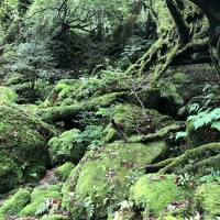 屋久島　2日目　白谷雲水峡から太鼓岩