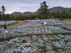 ゴールデンウィーク、ネモフィラで埋まったくじゅう花公園に行く！