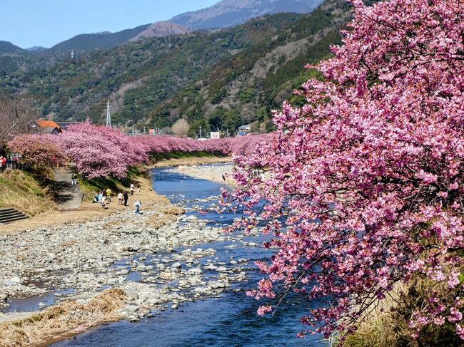 河津桜発祥の地で河津桜を愛でる旅