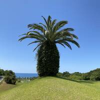 JALバーゲンで高知　「らんまん」の牧野植物園と伊尾木洞を観光黒潮CCと土佐CCでゴルフ