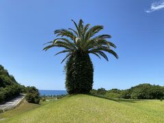 JALバーゲンで高知　「らんまん」の牧野植物園と伊尾木洞を観光黒潮CCと土佐CCでゴルフ