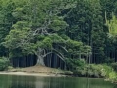 荘厳な気配を纏う湖岸の一本杉