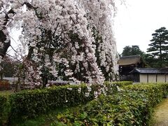 2022年3月　京都でお花見1