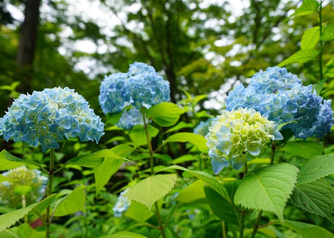 明月院の紫陽花と明月川の鰻