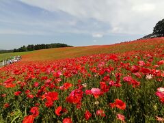 ’２３　秩父 花さんぽ１　彩の国ふれあい牧場の天空のポピー