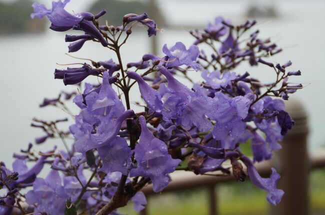 ジャカランダは中南米原産の花木で日本名は「紫雲木」。年に一度、紫色の艶やかな花を、まるで桜のように咲かせる。海外ではメキシコやオーストラリア、そしてハワイでも咲いているが、最も有名なのが南アフリカの行政府が置かれているプレトリア。花が咲く頃は街中がジャカランダの花で溢れ、それは見事だそうだ。私は行った事は無いが日本からのツアーも開催されている。<br /><br />日本では熱海市や雲仙市にもあるが、群生しているのは日南市の「道の駅なんごう」に併設されたジャカランダの森が有名。開花時期は5月下旬からということで、私が行った日はまだ苗木が咲き始めていた程度だったが、日南の海をバックに雨の中に咲くジャカランダの花を堪能することが出来た。