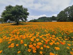 ’２３　秩父 花さんぽ２　長瀞 花の里長瀞ハナビシソウ園～寄居駅のマンホールカード