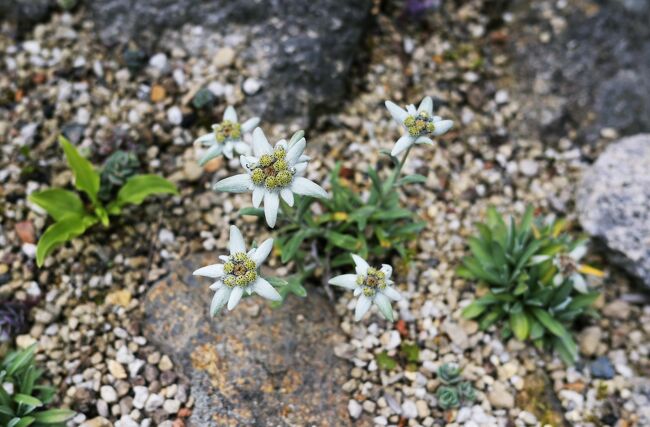 「ヒマラヤの青いケシ」が見頃の六甲高山植物園に行ってきました。<br />人出が多くてゆっくりとは観れませんでしたが、色濃い緑と花々を揺らす風を楽しめました。