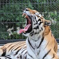 加茂荘花鳥園で花菖蒲鑑賞が、日本平動物園になっちゃった in 静岡①　