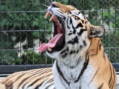 加茂荘花鳥園で花菖蒲鑑賞が、日本平動物園になっちゃった in 静岡①　