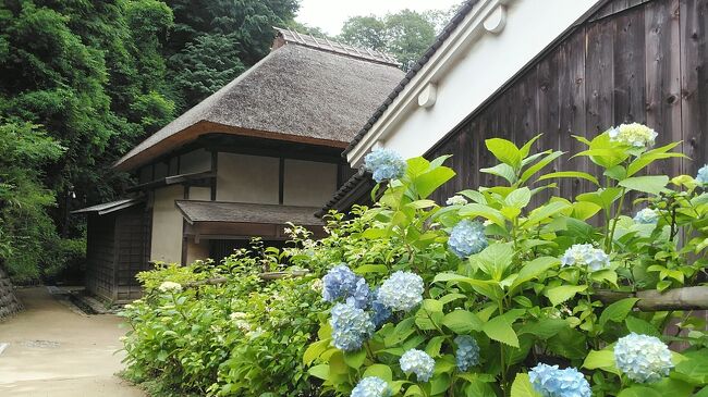 2023年 紫陽花、古民家、花菖蒲　和光市から川崎　