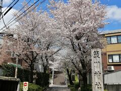 2023年3月末 東京都文京区界隈お花見散歩