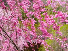 琵琶湖の桜を求めて（近江八幡・ミホミュージアム・滋賀県立近江富士花緑公園・陶芸の森陶芸館・信楽駅）