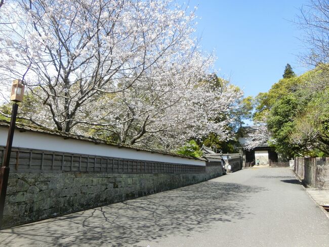 油津は遣唐使の時代から貿易の中継港として栄え、その支配権を巡って熾烈な争いを繰り広げたのが日向伊東氏と島津氏でした。その片方、日向伊東氏が江戸時代に治めたのが飫肥（おび）という場所です。よく肥えた豊かな土地、というのが語源だそうですが、何かで知らなければ読めないでしょう。<br /><br />戦国時代は浪々の時代もあった伊東氏ですが、秀吉の時代からは非常に旨く世を渡り、江戸時代を飫肥藩主として乗りきりました。現代になっても空襲や大規模な自然災害で破壊されることもなく、江戸時代の町並みがよく保存されています。<br /><br />「九州の小京都」と呼ばれることもある城下町をのんびりと散策するだけの時間はありませんが、せめて桜を求めて飫肥城跡だけでも見学しましょう。