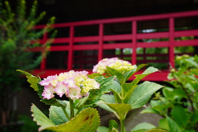 本土寺の紫陽花を見たくて本土寺へ<br />少し早かったようですが、菖蒲が見頃でした。