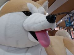 秋田犬