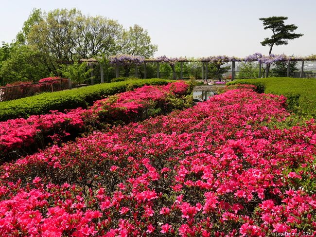 足利市の「織姫山公園」へ、ツツジを見に行きました。「つつじの園」のツツジは綺麗に咲き進んでいましたが、それでも咲いてるのは３割くらいの印象でした。この日は黄砂が飛んでいて、晴れているのに、青空は少し濁った色でした。それでも、綺麗な新緑と咲き始めのツツジの花達を、楽しむ事ができました。