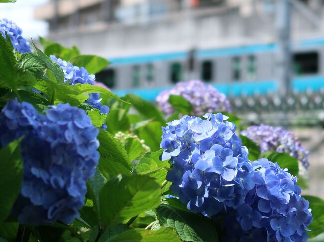 上野での所用のついでに不忍池の紫陽花を少しだけ見て、用事を済ませた後は紫陽花の名所 飛鳥山公園 飛鳥の小径へ。<br /><br />紫陽花の最盛期はまだこれからのようですが見頃を迎え始めていました。<br /><br /><br /><br /><br /><br />