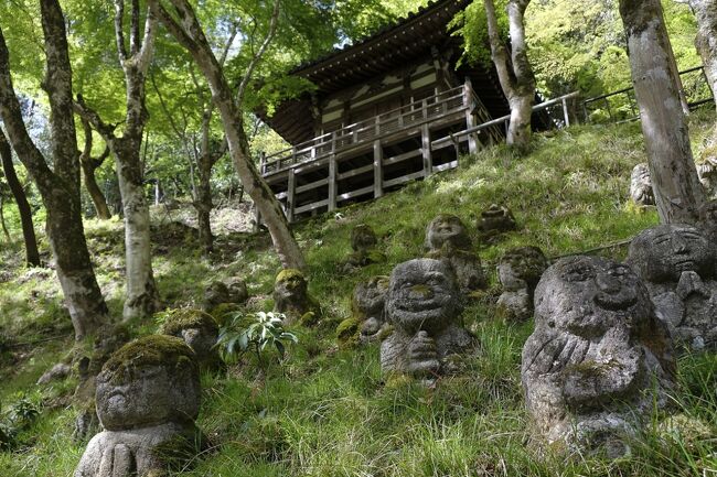 京都最終日。この日はこの4トラで知った愛宕(おたぎ)念仏寺から、いわゆる嵯峨野巡りのルートをたどります。<br />愛宕念仏寺のある清滝トンネルは、子供の頃よく来たところで、また中学生の頃は学校行事の愛宕登山の試み峠の入り口でもありました。<br />そんな何度も何度も通ったこの場所に、こんな魅力的なお寺があったとは。教えてくださったトラベラーさん、ありがとうございました。<br />そんな地元の人間が知らなかった場所、行ってみるとここも「ガイジン」ばかり。皆さんどうやってここを知ったのでしょうか。クチコミ?