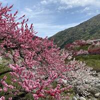 天竜ライン下りと花桃鑑賞