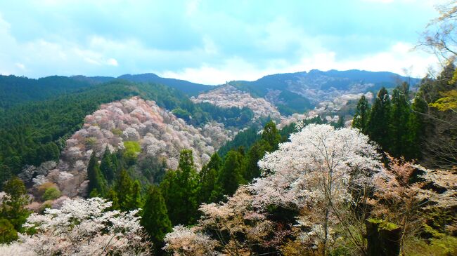 日帰りで奈良･吉野桜に行けると思い、晴天、満開であること確認し、飛行機使って行ってきました。観光客の方、少なめでした。吉野千本桜。どのくらい凄い桜なのか、桜好きの私の最高記録更新できる桜なのか、行かないと分からないので、それを確かめるために行ってきました。晴天の吉野桜。遠くを眺める桜だったのですね。薄々感じていましたが、桜のトンネルを進むのが好きな私。お勧めはできますが、NO.1ではなかったです。<br />