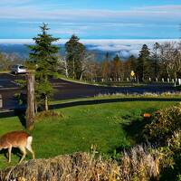 川湯温泉で死ぬほど美味い いなか家 源平へ ～2023初夏～