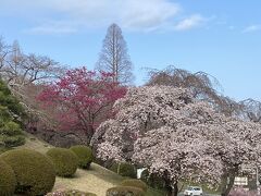 桜が満開の東北を巡る１（松島、仙台、平泉）