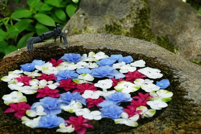 6月最初の日曜日、台風一過のおかげで、梅雨の晴れ間となるようだ。そうとなれば、出掛けない手は無い。そこで、色々と考えたが、花菖蒲と紫陽花くらいしか思い浮かばない。花菖蒲は、まだ都心でも見頃ではないようだが、紫陽花は鎌倉で見頃を迎えているようである。とは言え、紫陽花の季節の鎌倉は非常に混む。そこで、朝早めに出て、静かそうな場所を選んで訪れることにした。<br /><br />（2023.06.07 投稿）