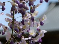 藤よ聴いてくれ　　鳥取　住雲寺