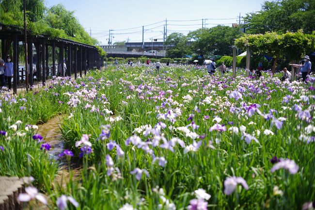 まだ少し満開には早かったのですが、大雨の後天気が良かったので水郷佐原と水郷潮来のあやめと、成田市の宗吾霊堂の紫陽花を見に行ってきました。<br />佐原は行ったことがあったのですが、潮来と宗吾霊堂は初めてだったので新鮮でした。<br />蓮もキレイなようですし、また違う時期にも行ってみたいです。